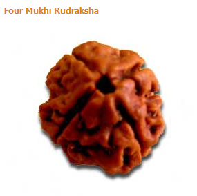 4 Four Mukhi Faced Rudraksha