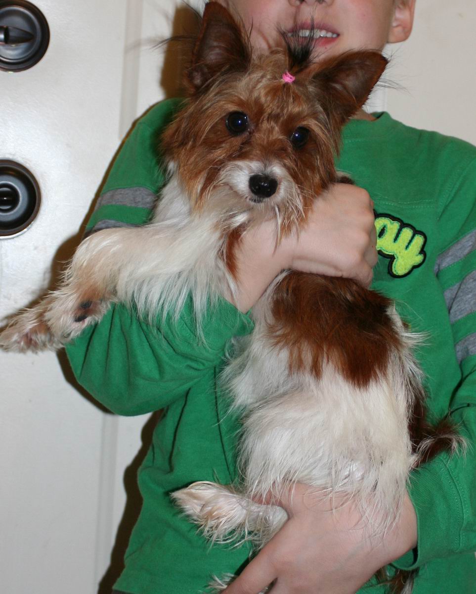 Utah S Top Dog 4 You Akc Golden Parti Yorkie
