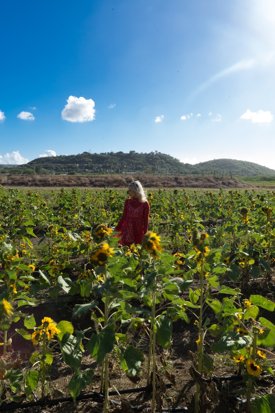 oh, she's lovely sunflower fields forever