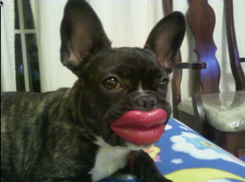 Funny Animals Funny Dog with Lips