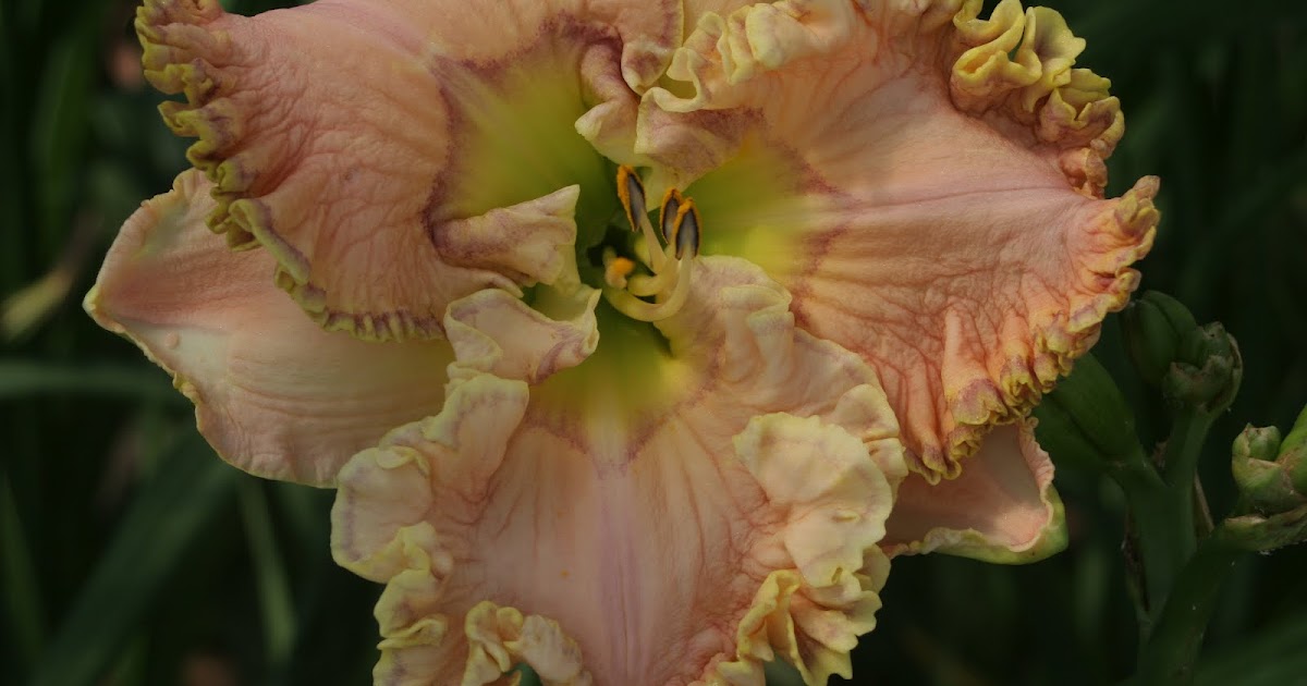 Jims' Daylily Blessings