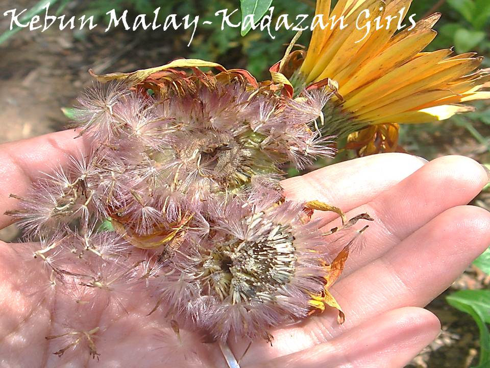 Kebun MalayKadazan girls Growing Gerbera by Divisions