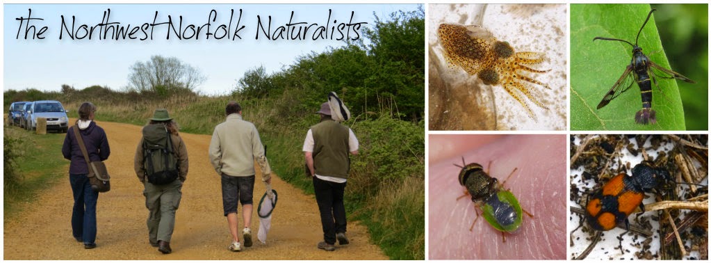 Northwest Norfolk Naturalists