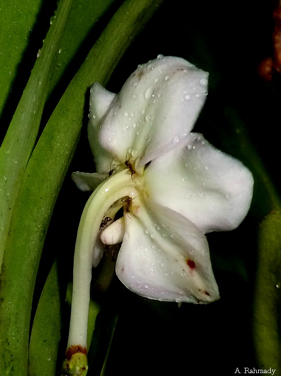 Vanda foetida J.J.Sm., 1906 | Wild orchids in sumatra