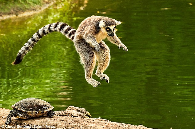 Anthropology 101: Comparing Primates