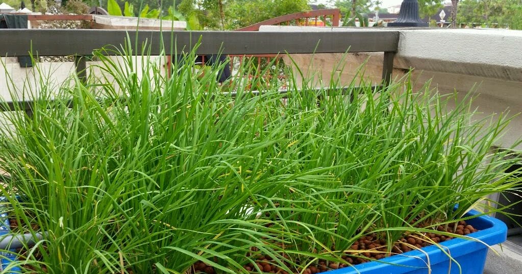 Affnan's Aquaponics Potting Garlic Chives Kuchai Redo