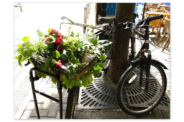 flower pot and a bicycle 