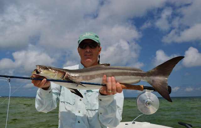 Matlacha Cobia on Fly