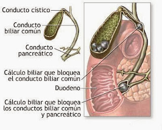 como bajar de peso los brazos como bajar de peso los brazos