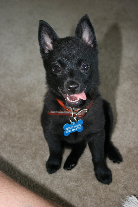 skipper dog skipper dog