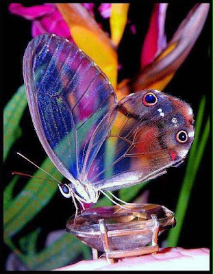 butterfly-sitting-on-diamond-pictures