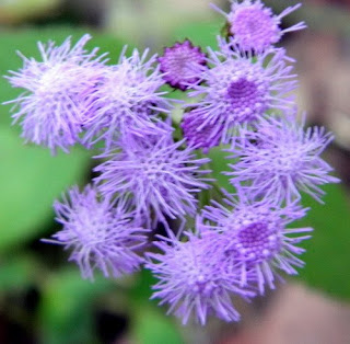 Exotic Purple Ageratum Houstonianum Exotic Purple Ageratum Houstonianum
