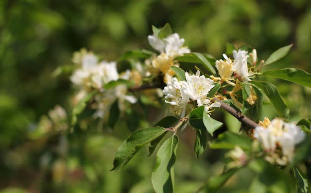 Amur Honeysuckle Flowers Pictures