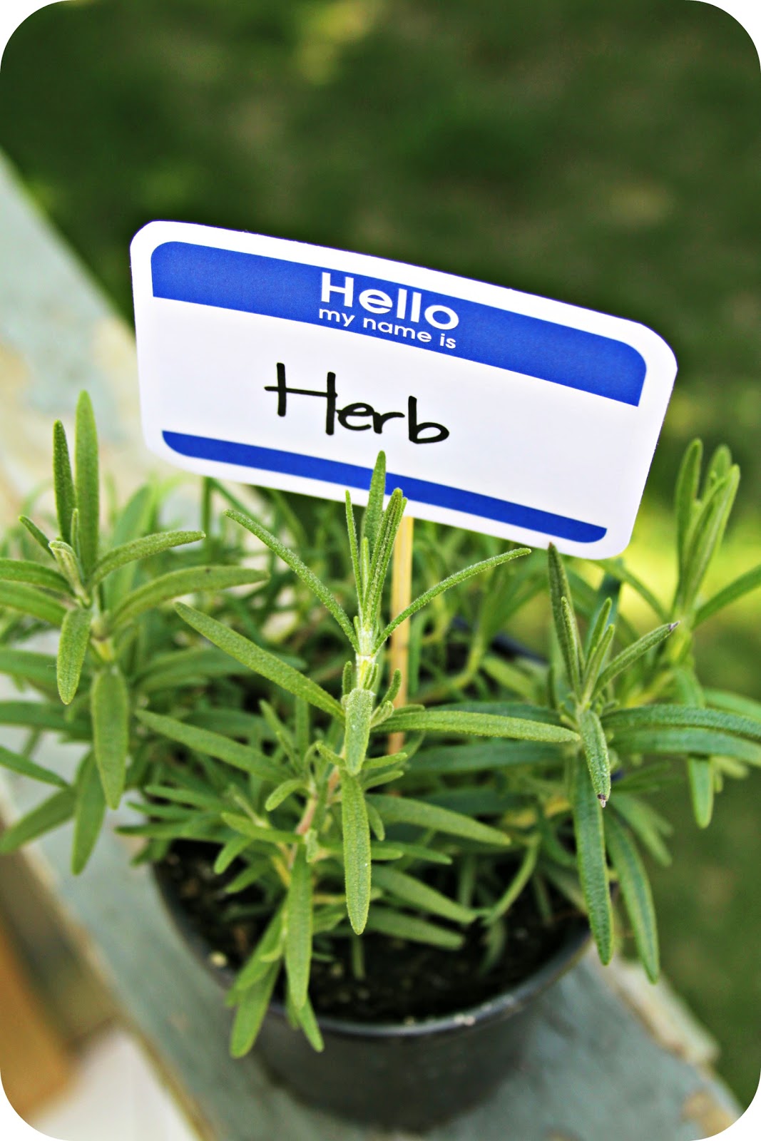 WhiMSy love DIY Herb Favors Plant Picks