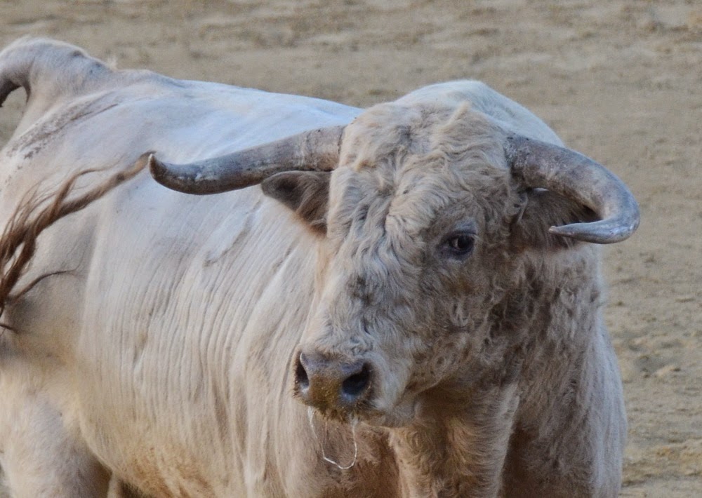 ambitotoros Sobre los pitones de los toros de Prieto de la Cal En Zalamea
