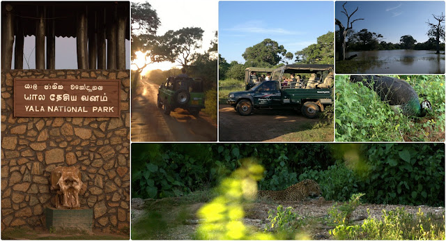 What to See in Sri Lanka - Yala National Park - Yala Southern Sri Lanka- Leopards, Elephants, Safari - Top 10 Places to Visit in Sri Lanka for 2013