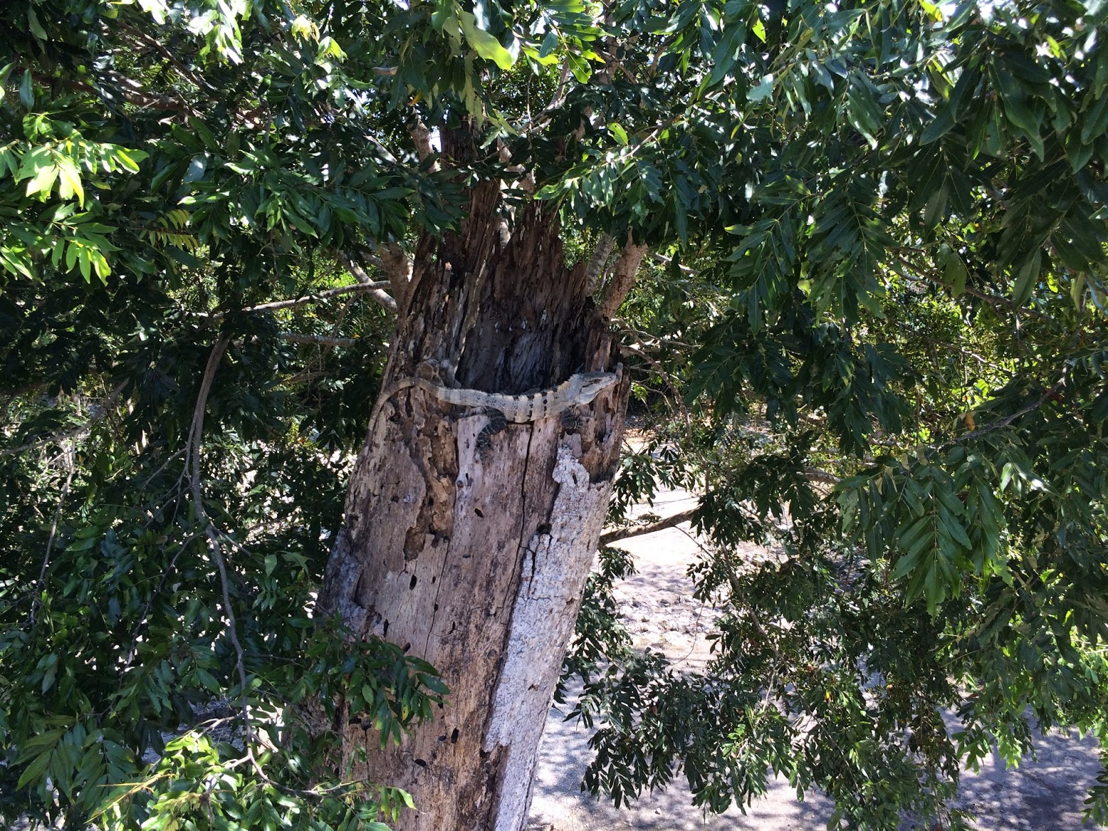 iguana in tree Cozumel Mexico