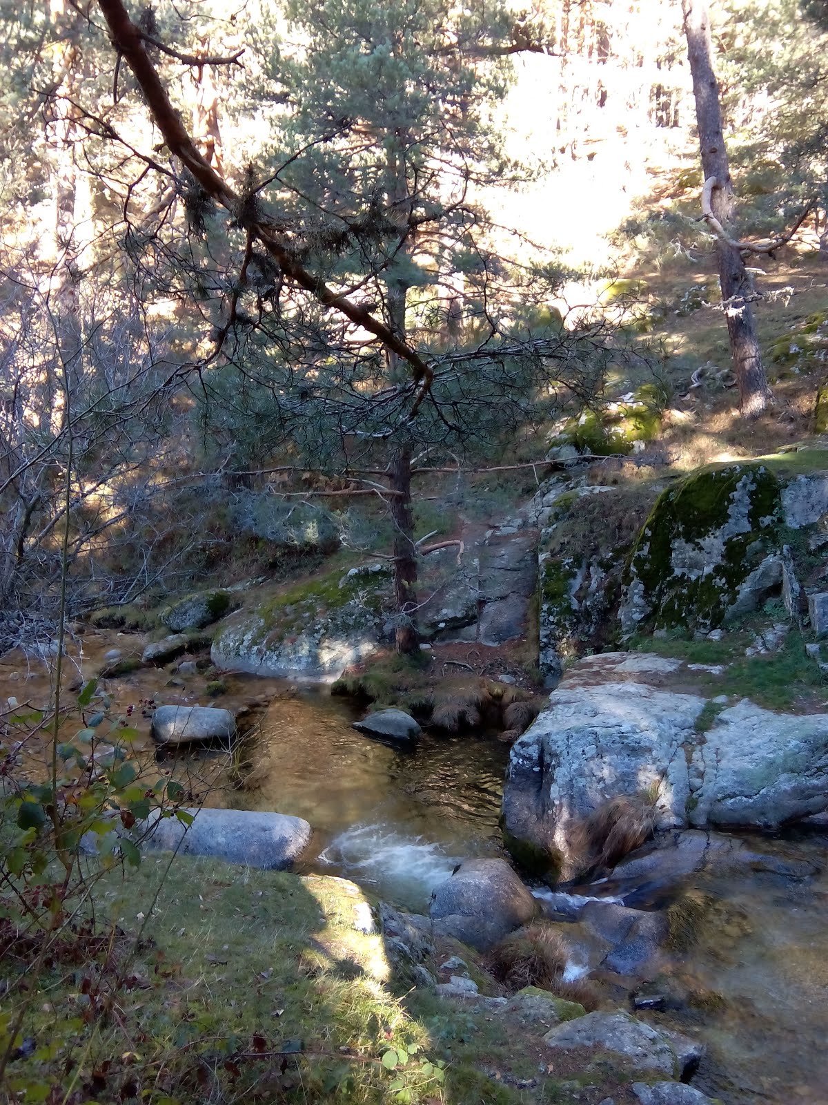 Bosques de Navvacerrada