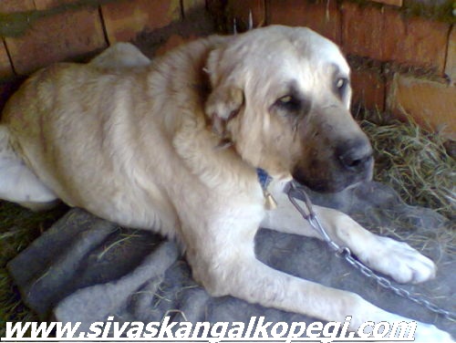 Sivas Kangal Kopek Uretim Ciftligi Kangal Kopekleri Satilik Kangal Yavrusu Fiyatlari