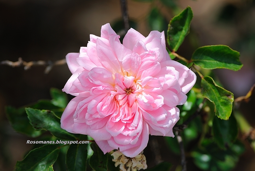 Rose Francois Juranville