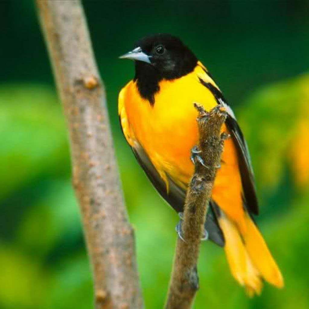 Free Download Images Of Birds Free Download Images Of Birds