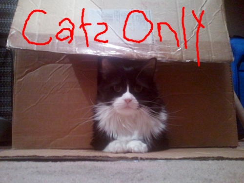 Cats Only