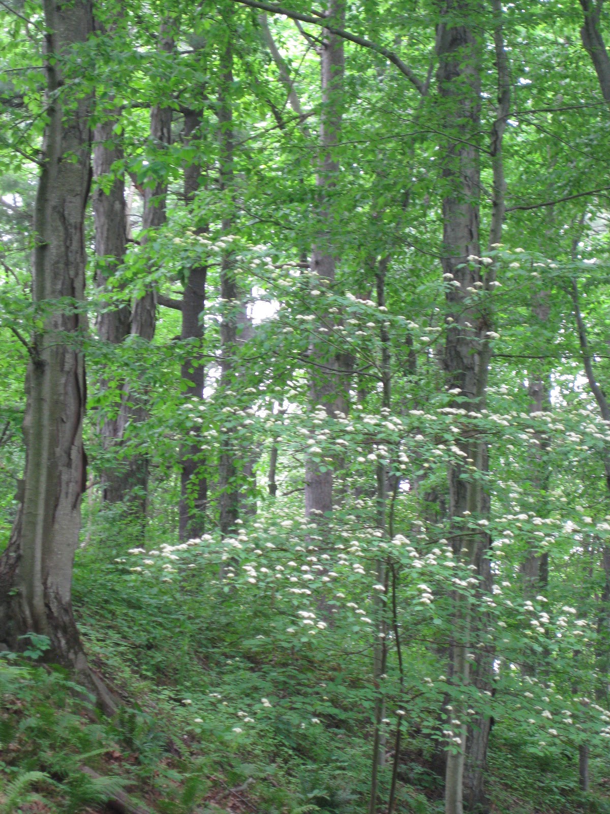 Pagoda+dogwood+tree+diseases
