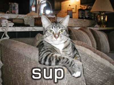 Funny Cat Memes Funny Cat Memes