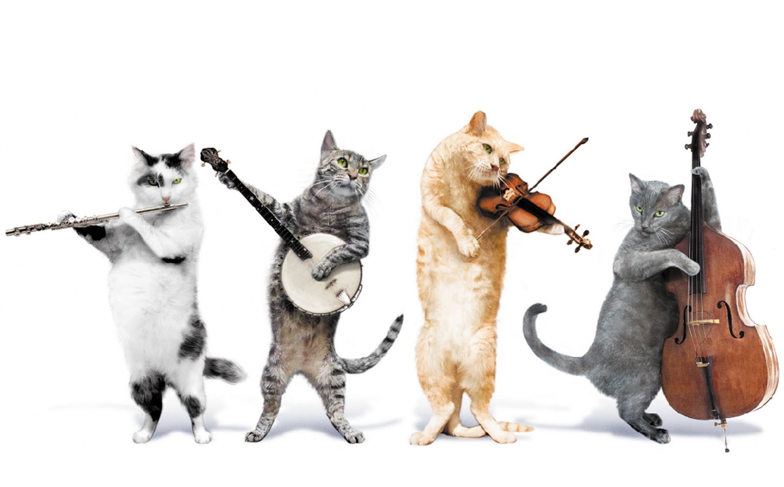 Cats And Dogs Playing Instruments Cats And Dogs Playing Instruments