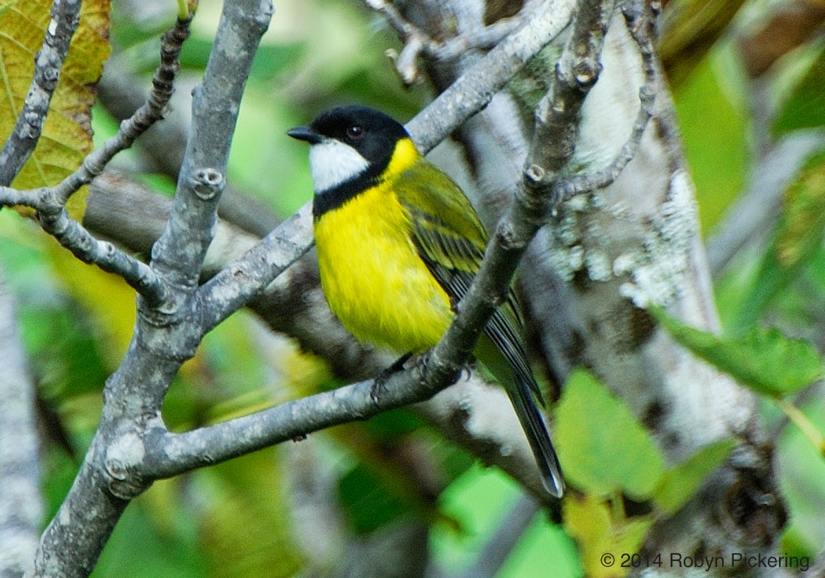 Leeuwin Current Birding New almostendemic species for WA Western