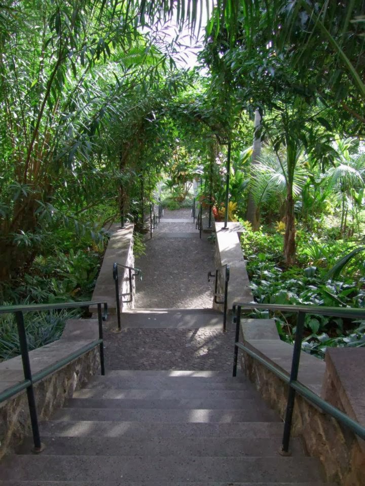 Alternative Eden Exotic Garden Madeira Series Reid's Palace Hotel