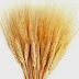 Speltbloem of Tarwebloem Speltbloem of Tarwebloem