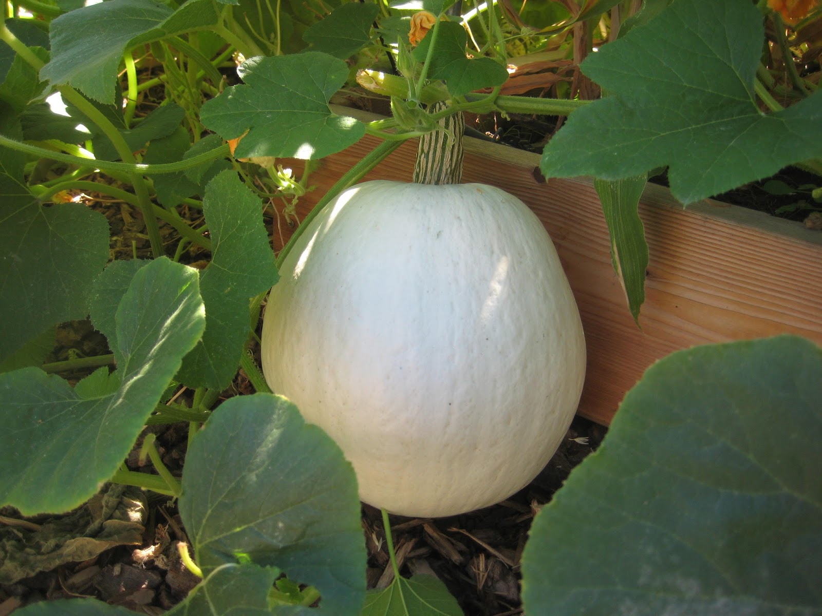 1000+ images about Melons & Squashes on Pinterest Winter melon