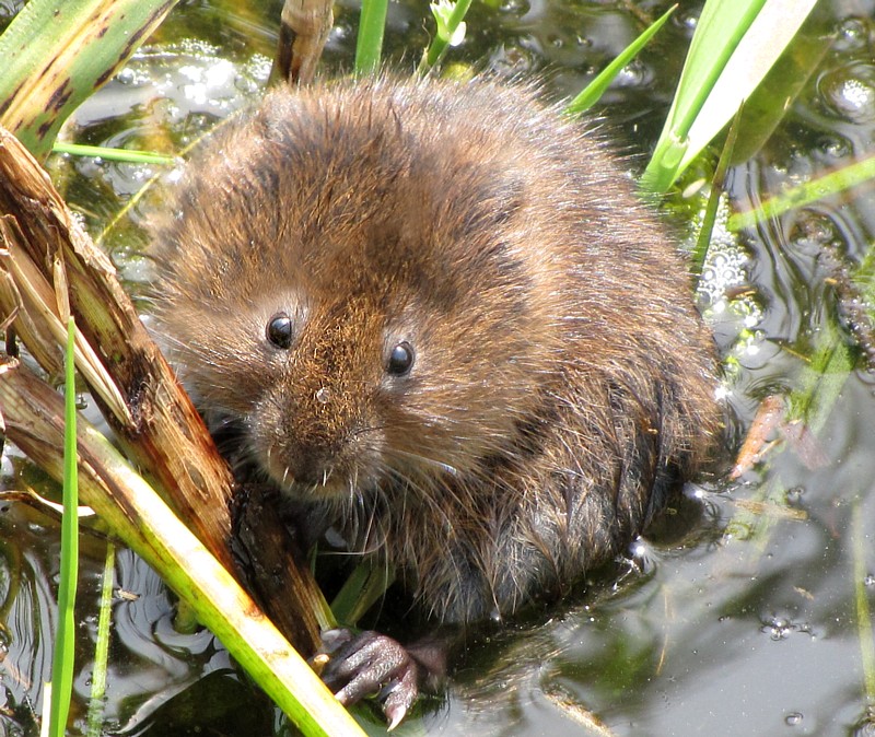 water voles The water vole is a small mammal that lives alongside rivers, streams, ditches, ponds, lakes, marshes, reed beds and wet moorland sometimes mistaken for the brown rat, they are the largest type of vole, growing to about 20cm long. water voles The water vole is a small mammal that lives alongside rivers, streams, ditches, ponds, lakes, marshes, reed beds and wet moorland sometimes mistaken for the brown rat, they are the largest type of vole, growing to about 20cm long.