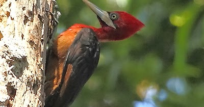 The Presurfer: Why Don't Woodpeckers Get Brain Damage?