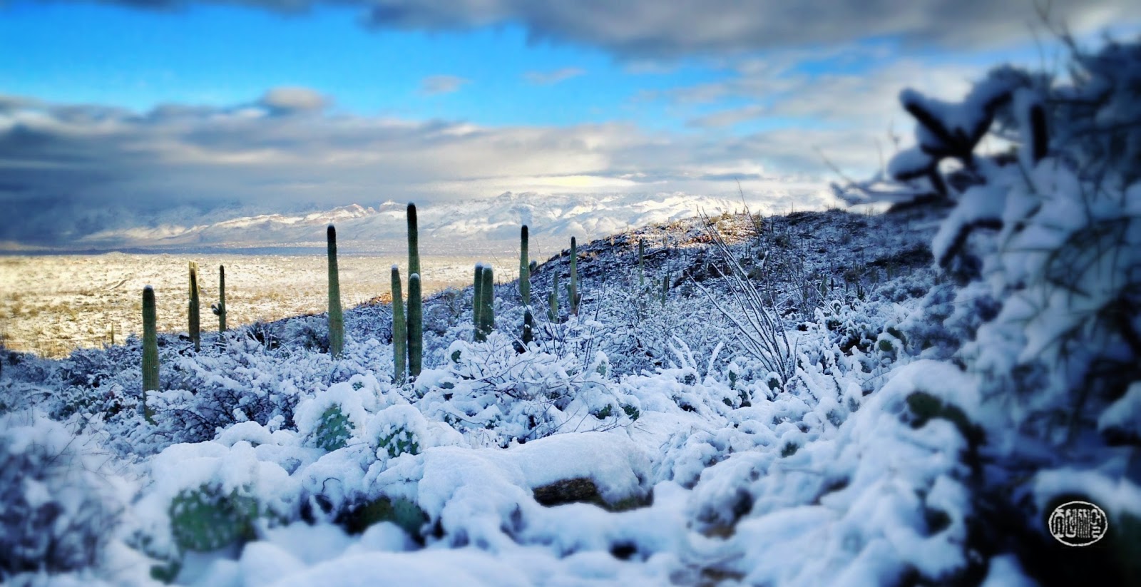 Snapseeded SNOW in Tucson! School, Sabino Canyon, and Saguaro National