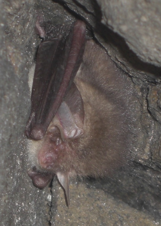 David's Bat Blog Protecting and monitoring Scotland's bat hibernacula