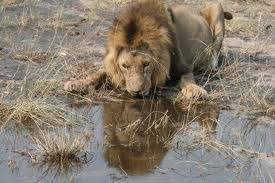 About Lion Facts About Lion Lion Names About Lion Facts About Lion Lion Names