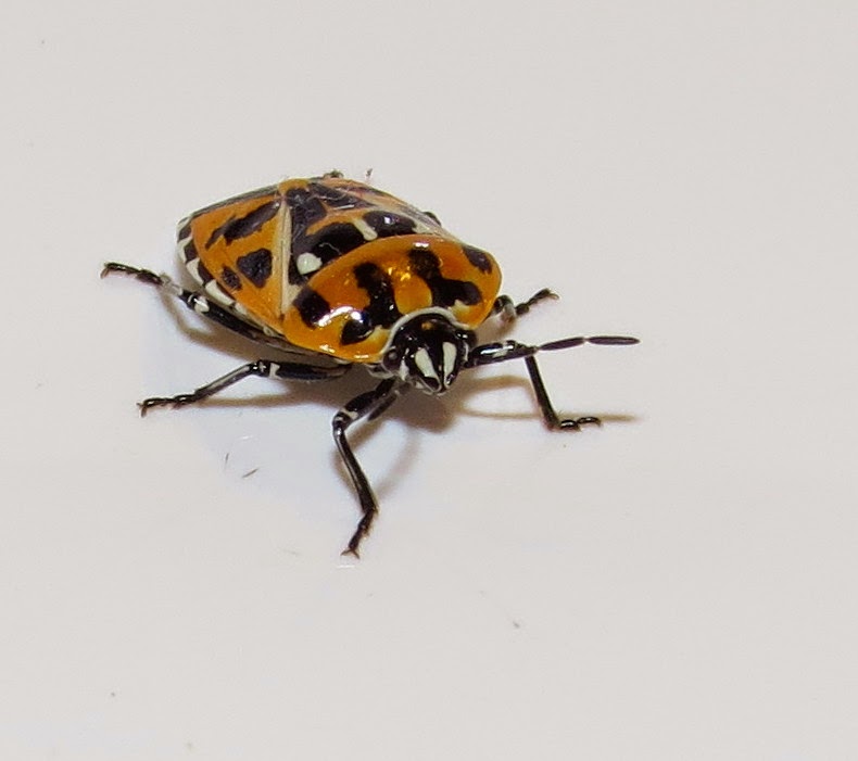 List 104+ Pictures Black And Orange Beetle Bug Full HD, 2k, 4k