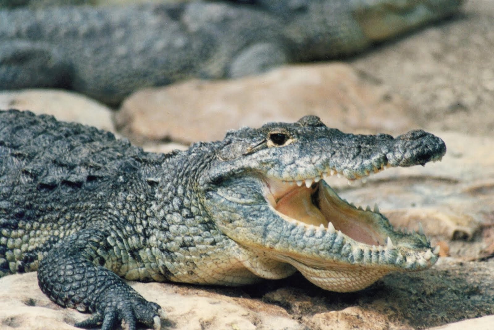 Biodiversidad de Reptiles en Panamá