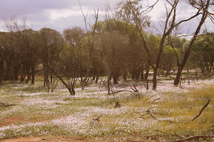 White and some pink everlastings, near Perenjori Western Australia
