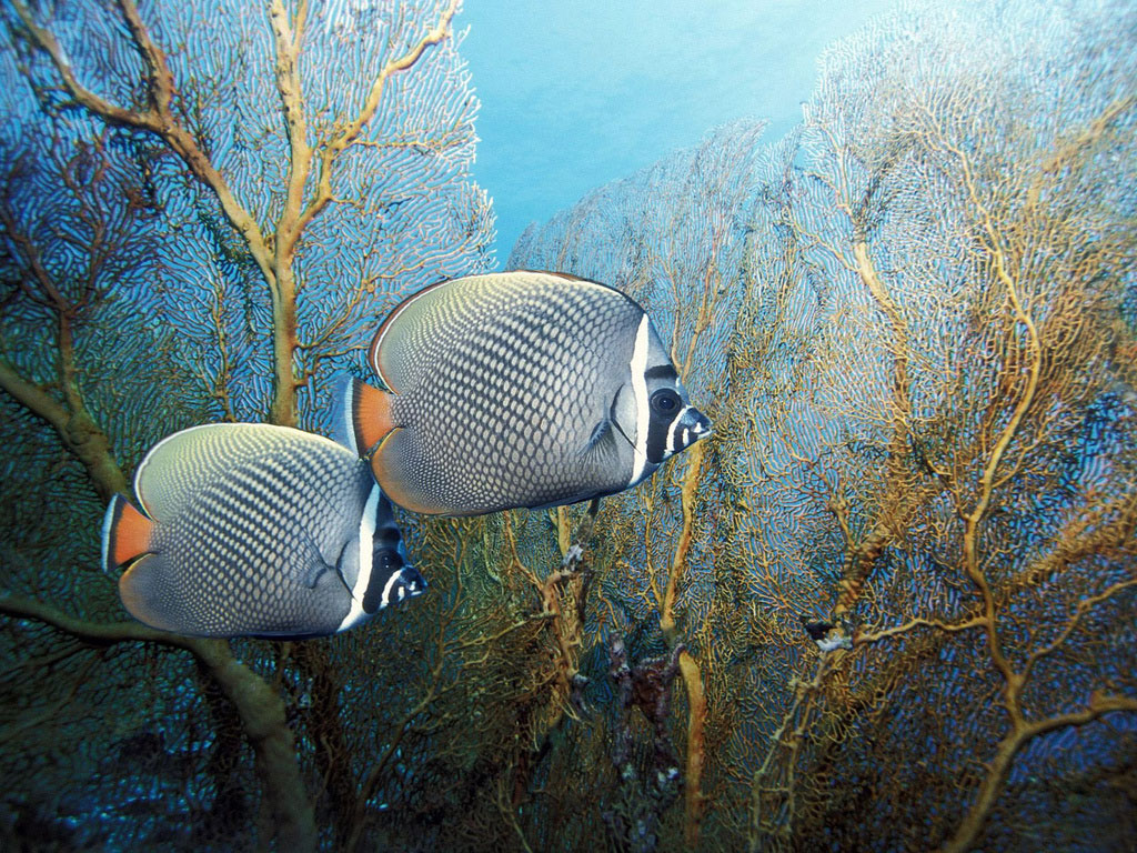 http://2.bp.blogspot.com/-JBudr1SBL0E/T9Z_kgExG_I/AAAAAAAAFio/3P-cfbuXOaM/s1600/wallpaper-peixes-no-mar-2617.jpg