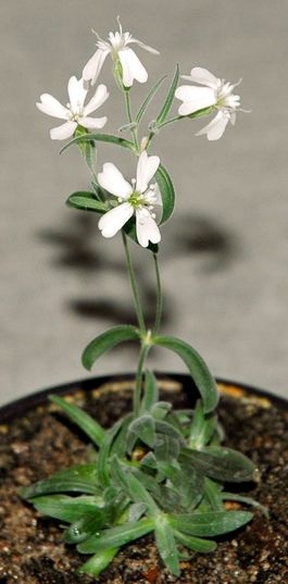 Zbulohet nje bime 32.000 vjecare e vjeter .! Sylene+stenophylla