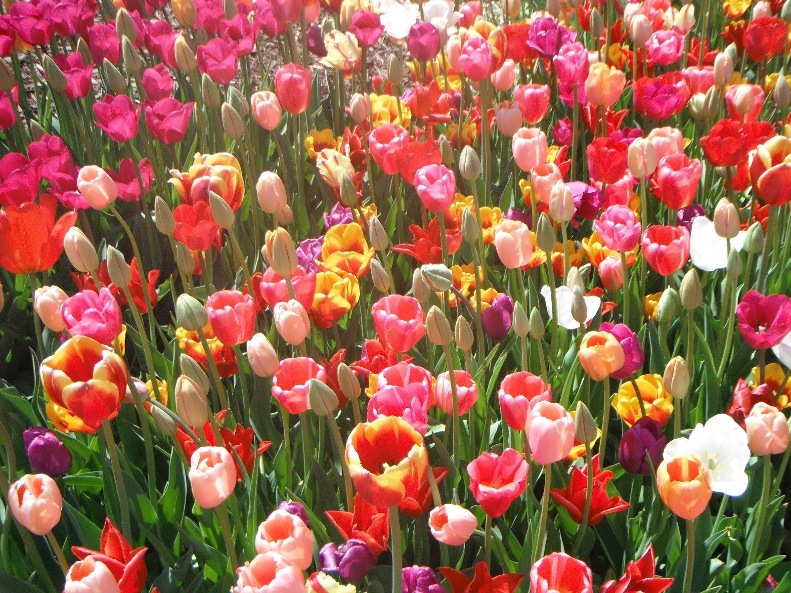 And Then The Doorbell Rang To Do In April Organic Tulip Festival