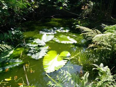 Kolam Terpal untuk Gurame