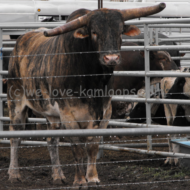 The Brahma bull watches me closely from inside his pen as I take my photos