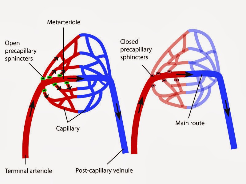 Cardiovascular Physiology