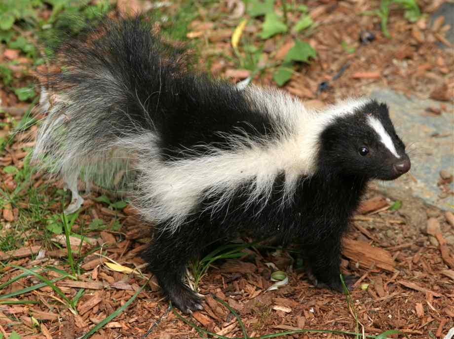 the hillwood herald a skunk s life the hillwood herald a skunk s life