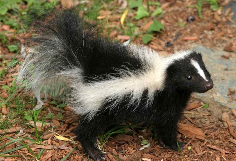 The_Hillwood_Herald A Skunk�s Life