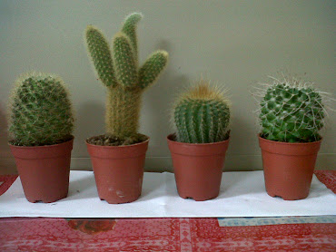 my b cactus -